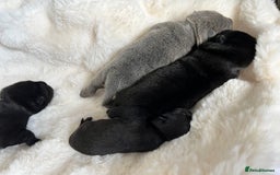 Mixed Breed dogs for sale: ChowPei Pups  - Image 8