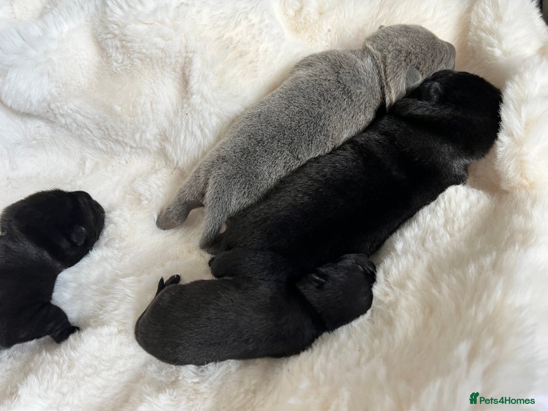 Mixed Breed dogs for sale: ChowPei Pups  - Image 8