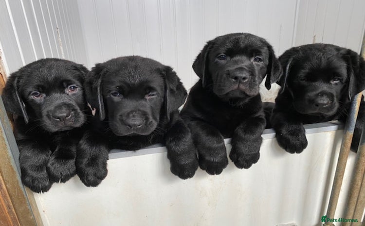 Labrador Retriever dogs - Advert 4