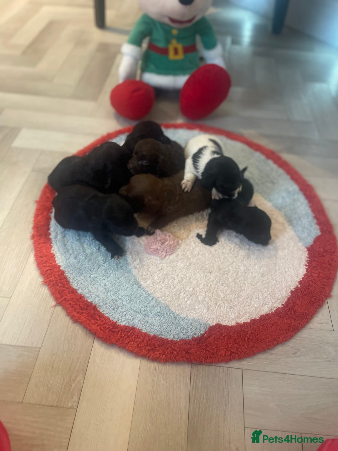 Cockapoo dogs for sale: Litter of beautiful cockapoo puppy’s  - Advert 6