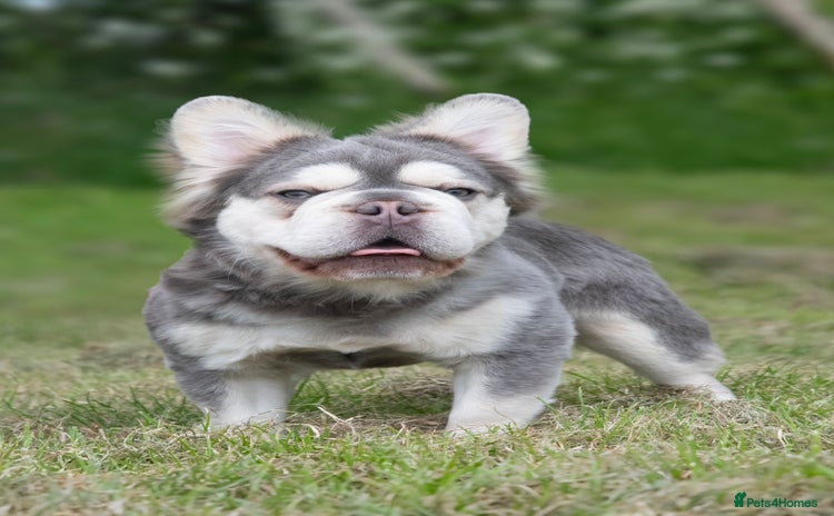 French Bulldog dogs - Advert 5
