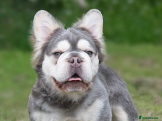 French Bulldog dogs French bulldog studs - Advert 23