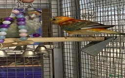 Parrots birds for sale: Available BIRDS/PARAKEETS/PARROTS  - Image 16