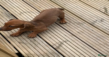 Miniature Dachshund dogs - Advert 5