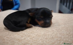 Yorkshire Terrier dogs for sale: Adorable Yorkshire Terrier Puppies. - Image 13