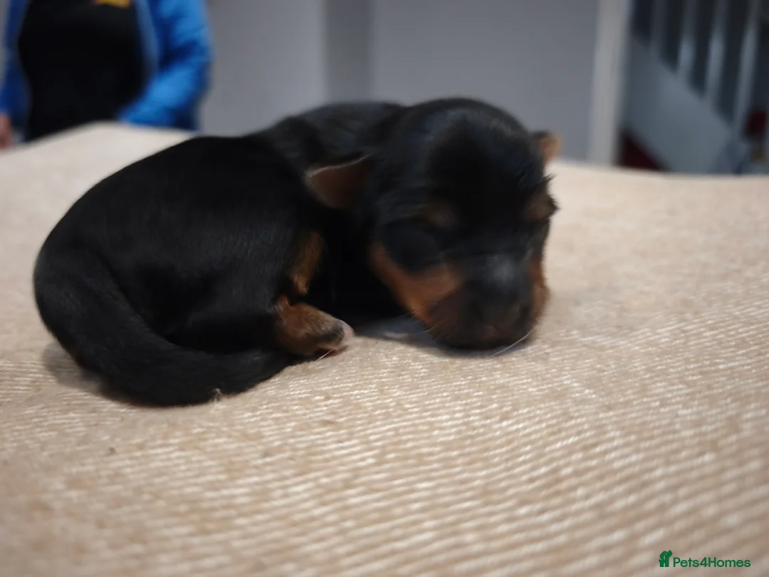 Yorkshire Terrier dogs for sale: Adorable Yorkshire Terrier Puppy. ONLY 1 GIRL LEFT - Advert 11