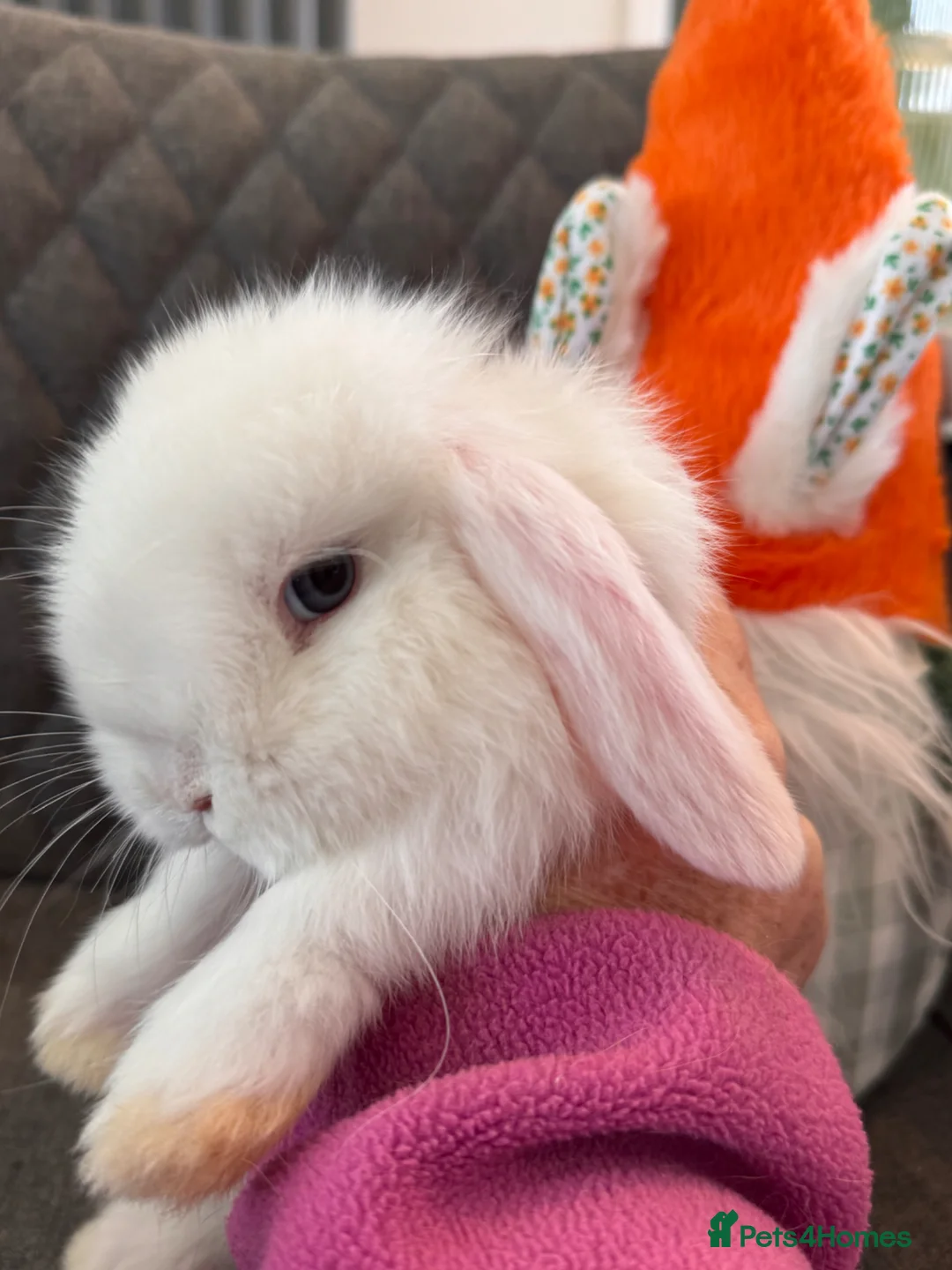 Mini Lop rabbits for sale: Pure Bred Mini lop Bunnies  - Advert 15