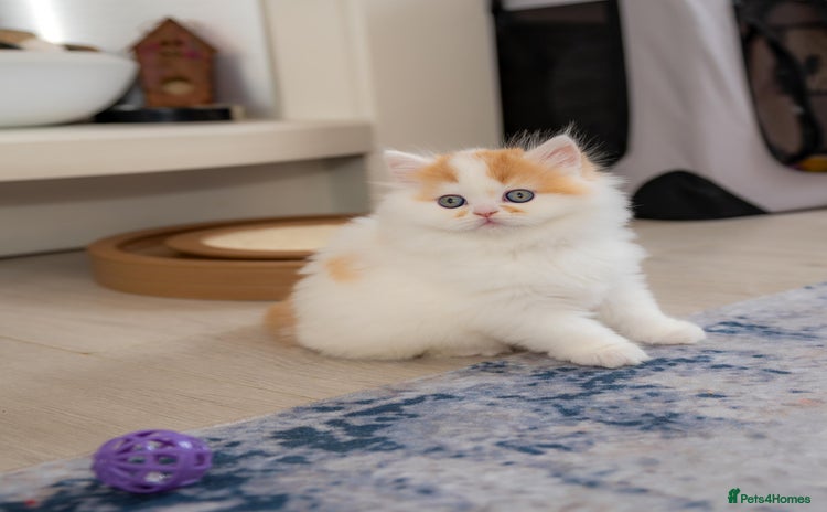 Scottish Fold cats in London - Advert 1