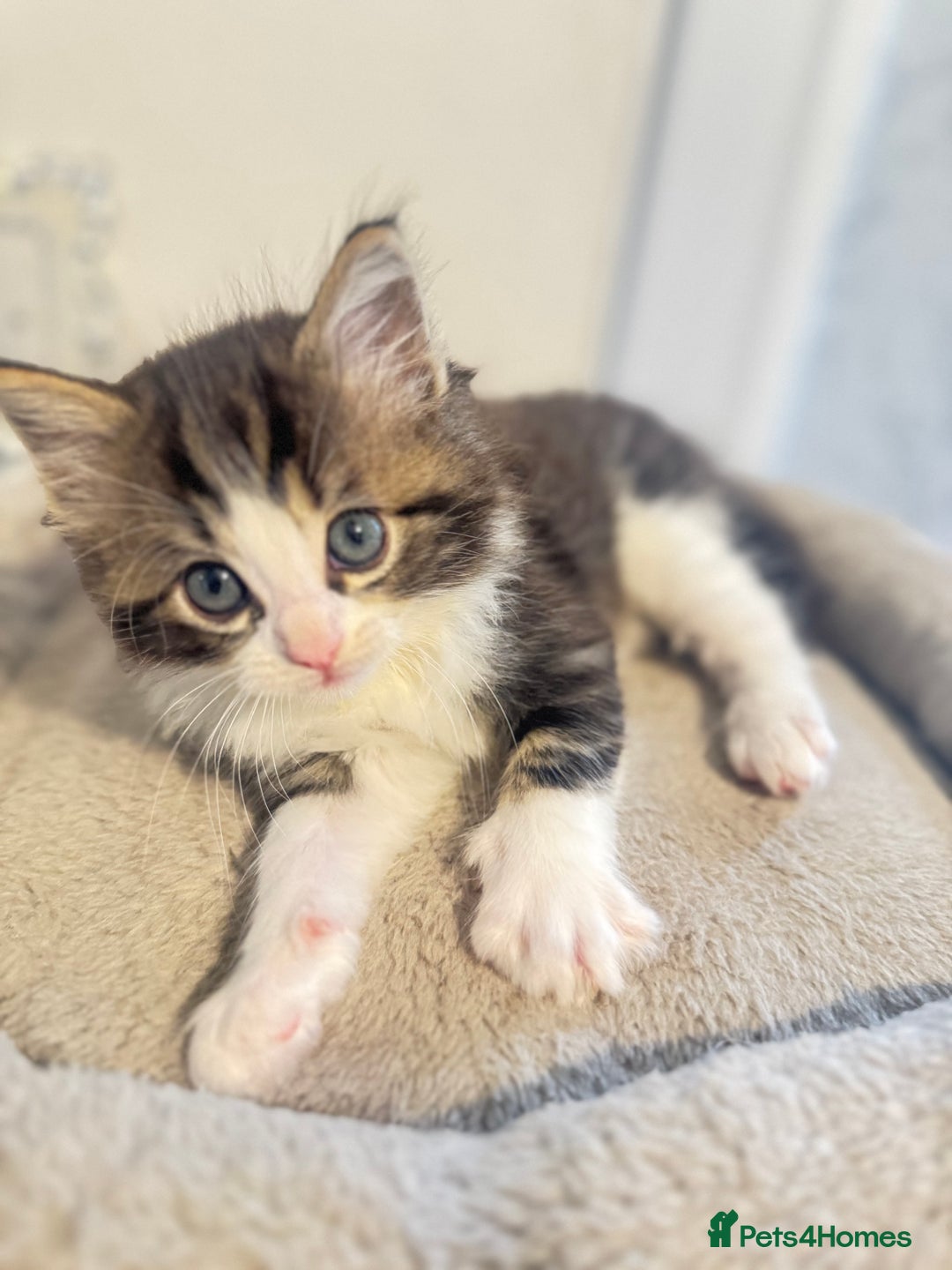 Ragdoll cats for sale: Beautiful Ragdoll Kittens - Advert 14