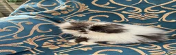 Persian cats for sale: Adorable GCCF registered Persian kittens - Advert 6