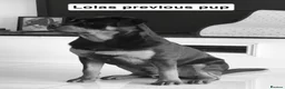 Rottweiler dogs for sale: Beautiful KC Rottweiler puppies ready 18.10.26 - Advert 16