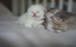 Scottish Fold cats for sale: Scottish fold - Image 8