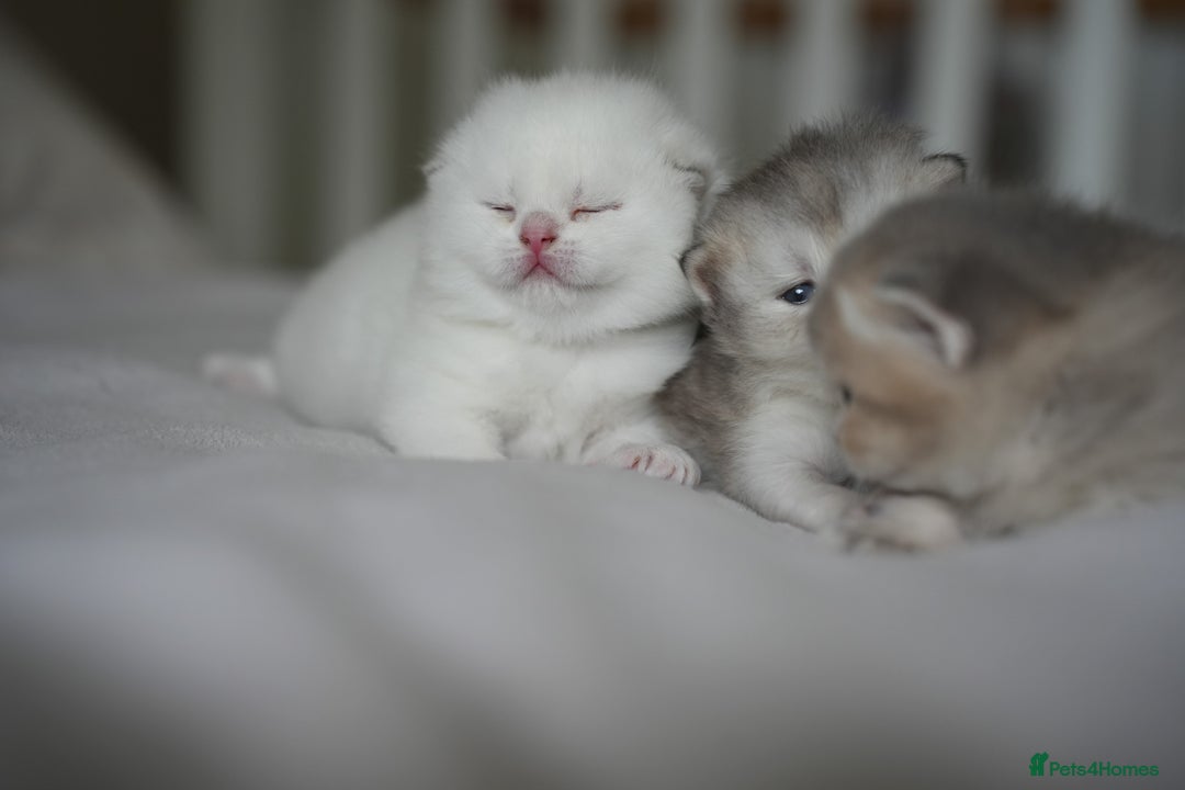 Scottish Fold cats for sale: Scottish fold - Image 8
