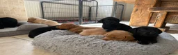 Labrador Retriever dogs for sale: Health Tested IGL Champion Bred Labrador Puppies  - Advert 15