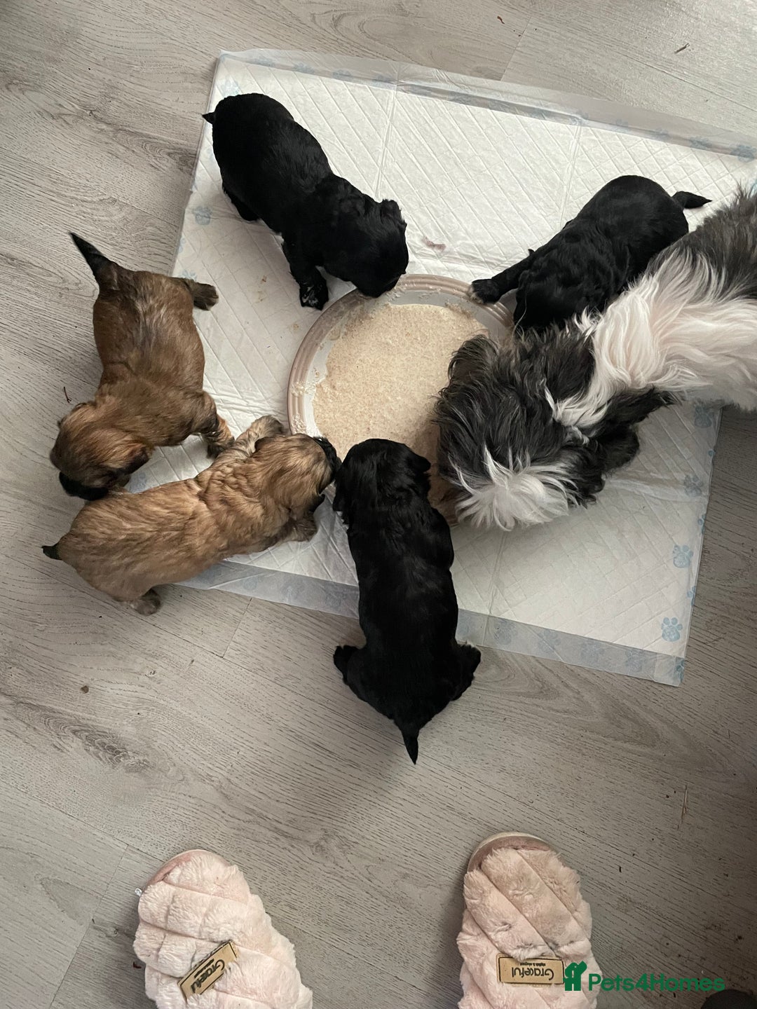 Shihpoo dogs for sale: Adorable boys  - Advert 5