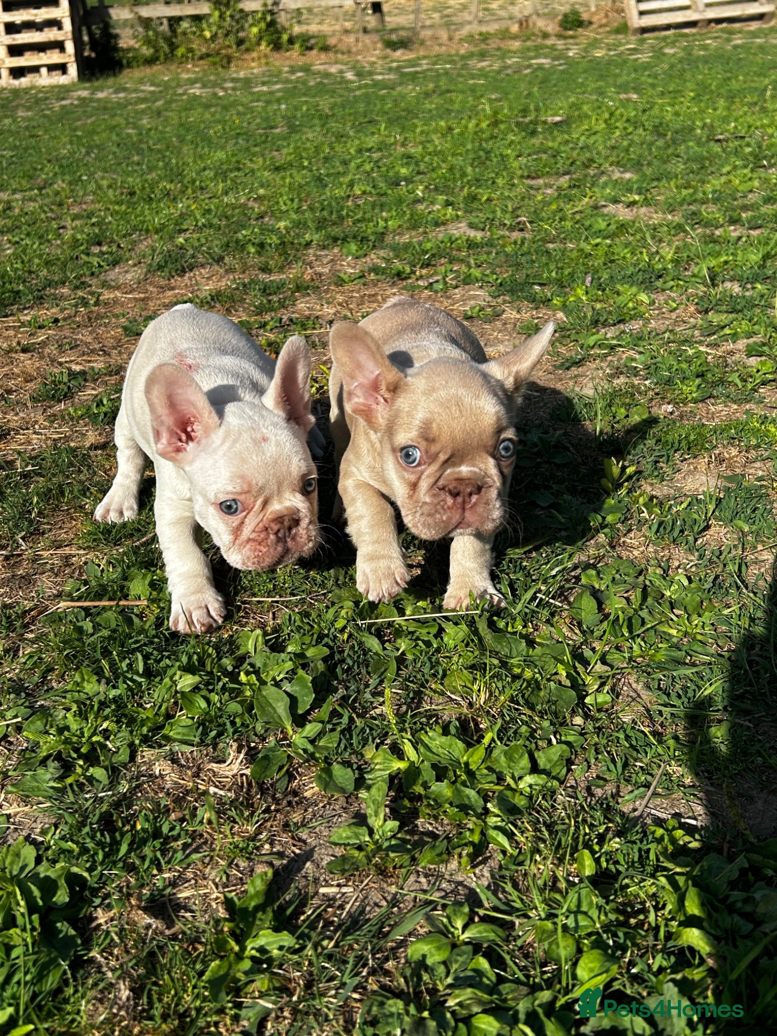 French Bulldog dogs French bulldogs  - Advert 17