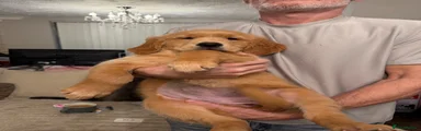 Golden Retriever 2