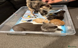 British Shorthair cats for sale: British Shorthair Cross Kittens  - Image 3