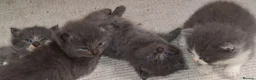 British Shorthair cats for sale: Gorgeous Fluffy Grey British Shorthaired/Long Blue - Advert 7