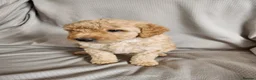 Australian Labradoodle dogs for sale: *READY TO GO* 💕Australian Labradoodle Puppies💕 - Advert 32