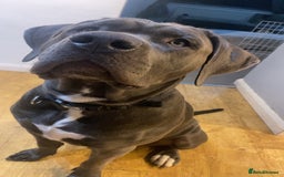 Presa Canario dogs for stud: Mr Sox  - Image 7