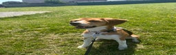 Beagle dogs for sale: Beautiful beagle  - Advert 6