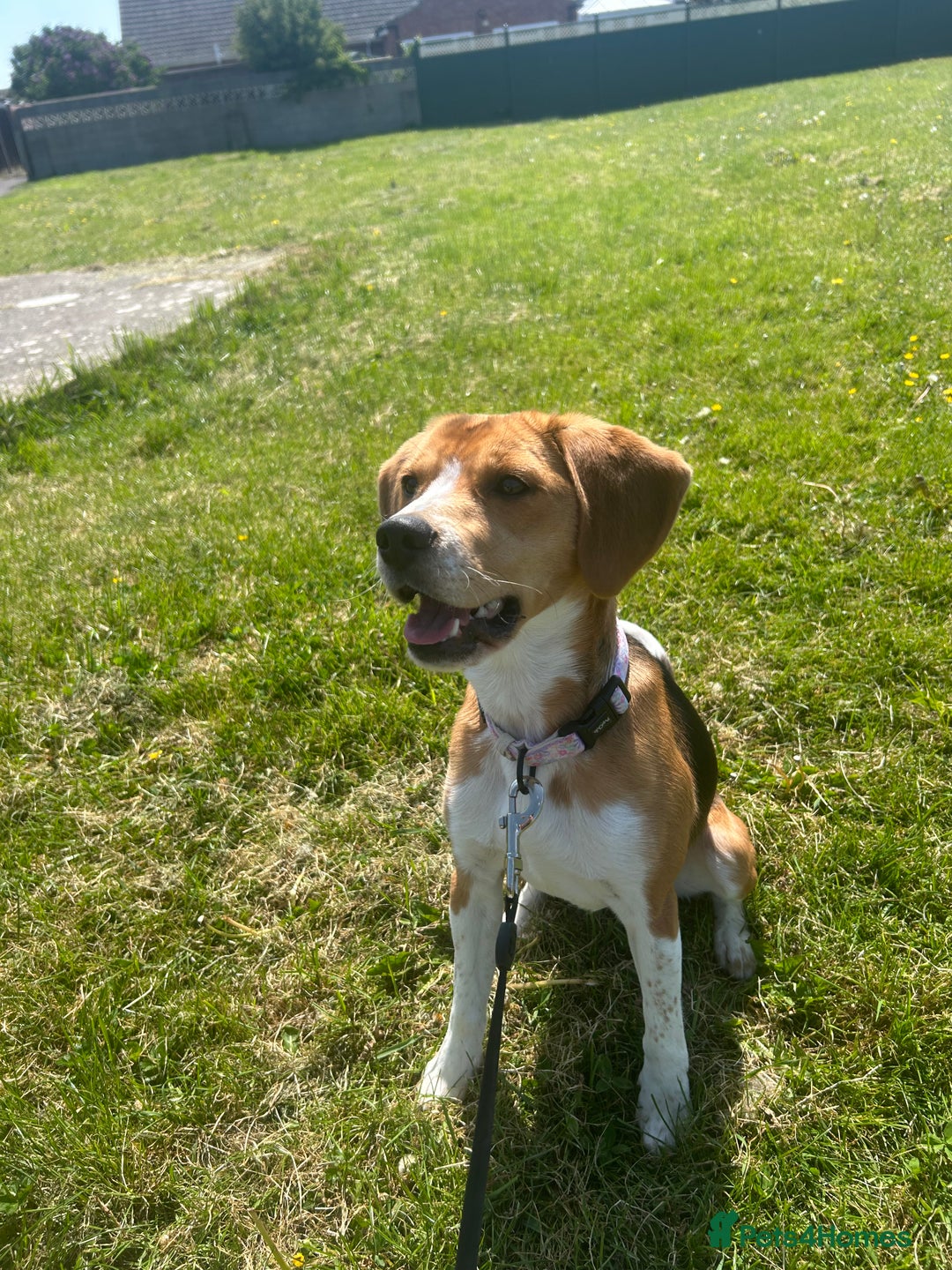 Beagle dogs for sale: Beautiful beagle  - Advert 6