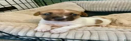 Jack Russell dogs for sale: Jack Russell Puppy  in Kirriemuir - Advert 2