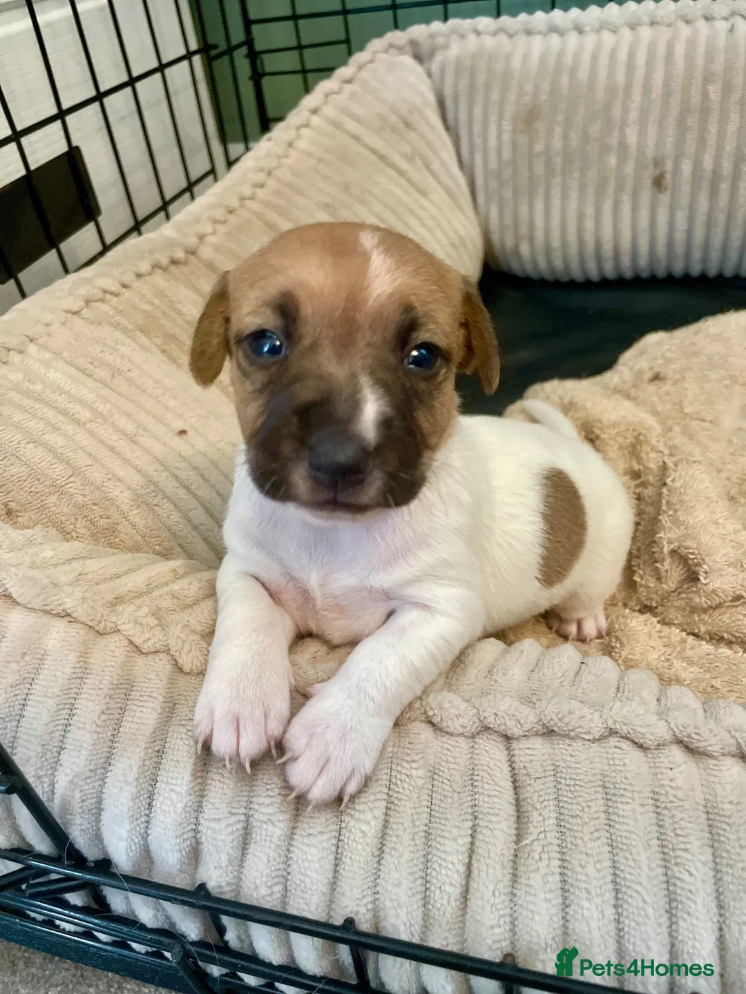 Jack Russell dogs for sale: Jack Russell Puppy  in Kirriemuir - Advert 2