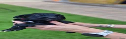 Cocker Spaniel dogs for sale: Working Cocker Spaniel Puppies in Preston - Advert 5
