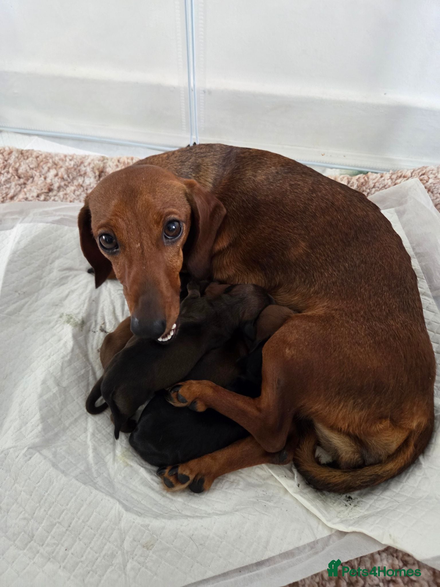 Miniature Dachshund dogs Miniature Dachshund Puppies - Advert 1