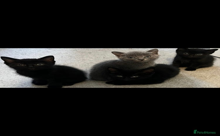 Norwegian Forest Cat cats - Advert 1