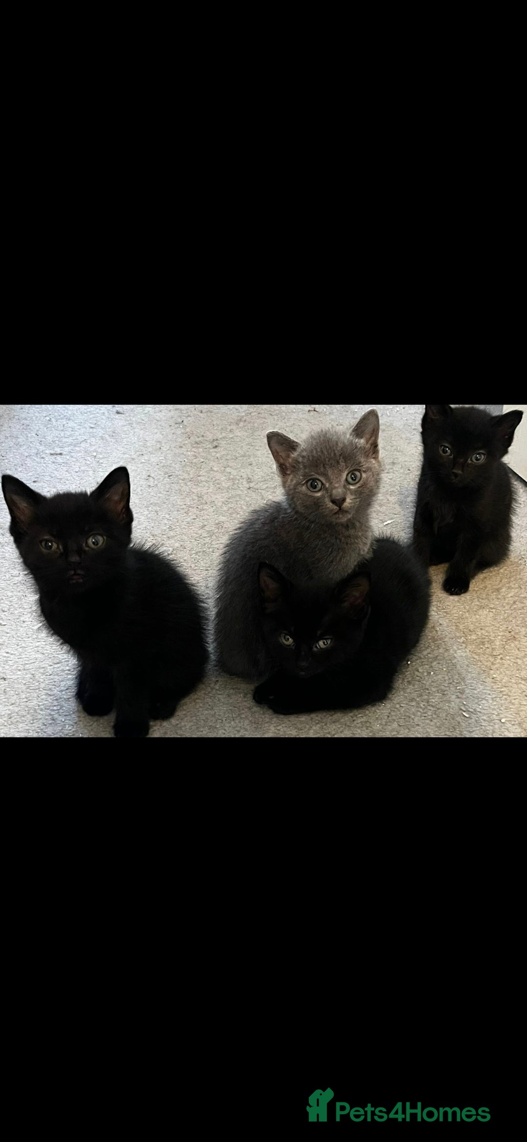 Norwegian Forest Cat cats for sale: 1/4 norwegian forest kittens  - Image 1