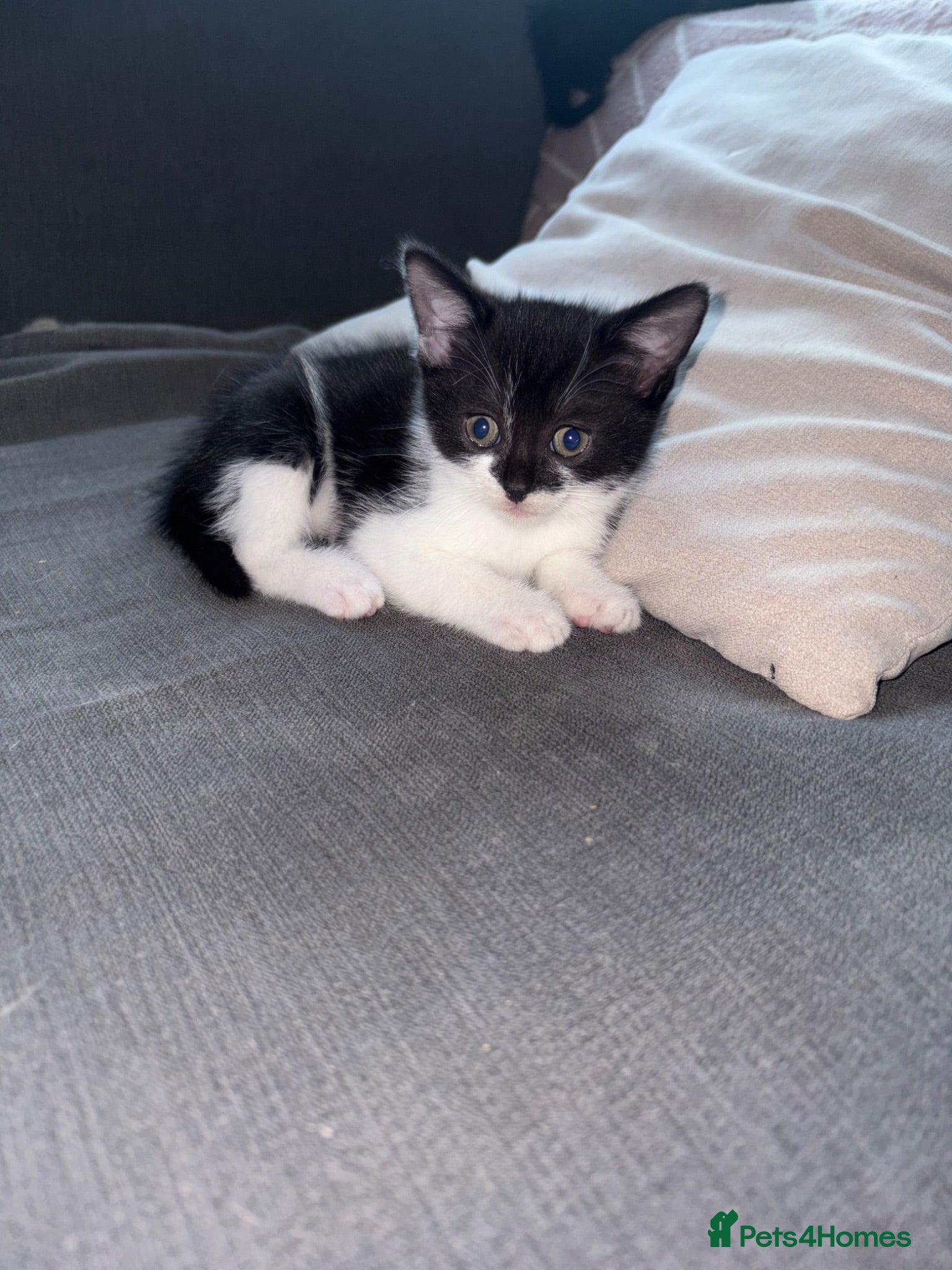 Mixed Breed cats Ready to leave  - Advert 15