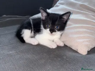 Mixed Breed cats Ready to leave - Advert 15