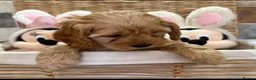 Cavapoo dogs for sale: GORGEOUS CAVAPOO PUPPIES  - Advert 7