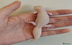 Leopard Gecko reptiles for sale: Blacknight macksnows and supersnows in tremper - Image 6