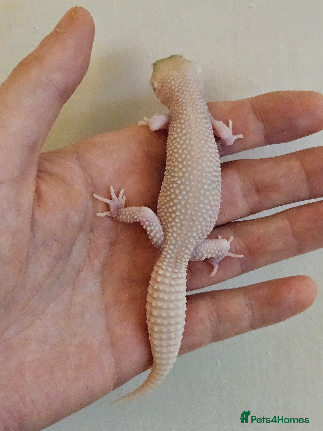 Leopard Gecko reptiles for sale: Blacknight macksnows and supersnows in tremper - Image 6