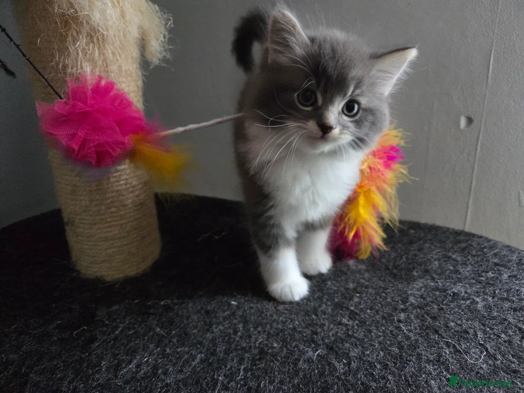 Mixed Breed cats for sale: Kittens looking for new home  in Bristol - Advert 2