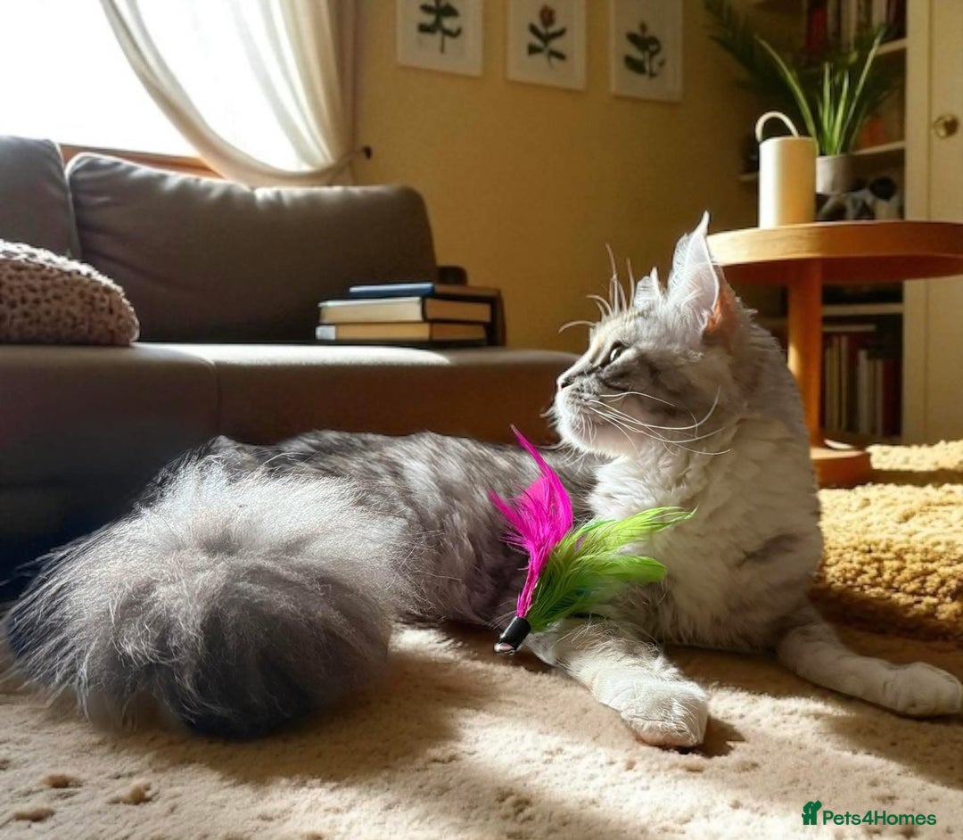 Maine Coon cats for sale: ANDERPRIDE HAVE KITTENS- INTEREST  OPEN  - Image 10
