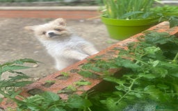 Pomeranian dogs for sale: Beautiful Russian bloodline Pomeranian puppies - Image 29