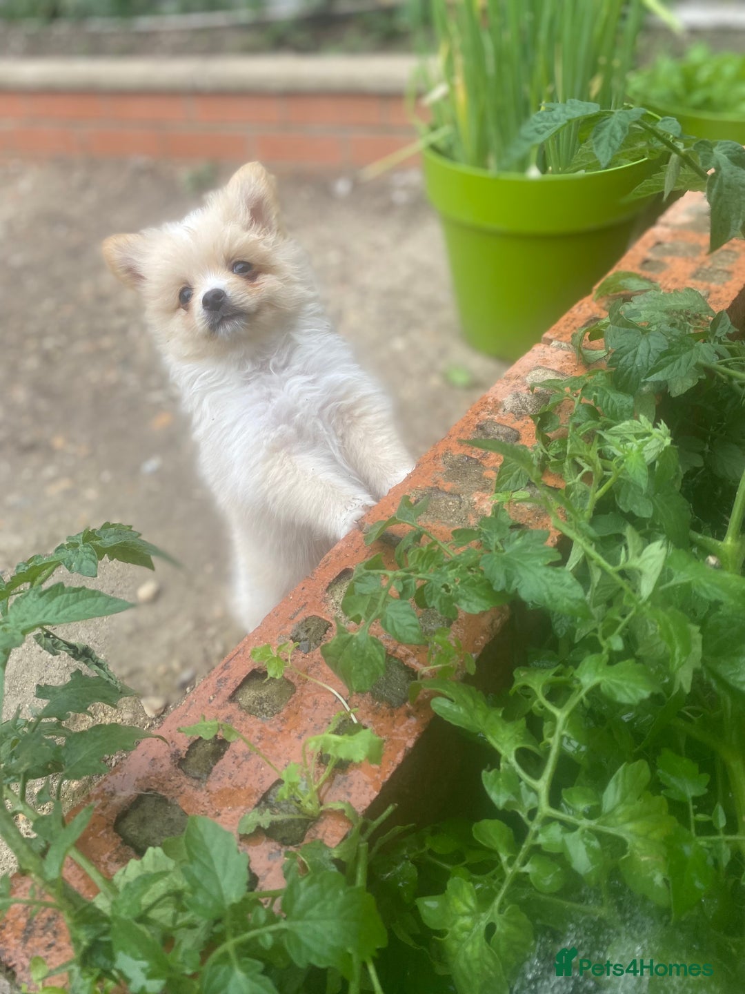 Pomeranian dogs for sale: Beautiful Russian bloodline Pomeranian puppies - Image 29