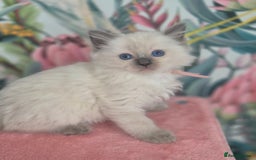 Ragdoll cats for sale: GCCF REGISTERED RAGDOLL KITTENS available septembe - Image 16