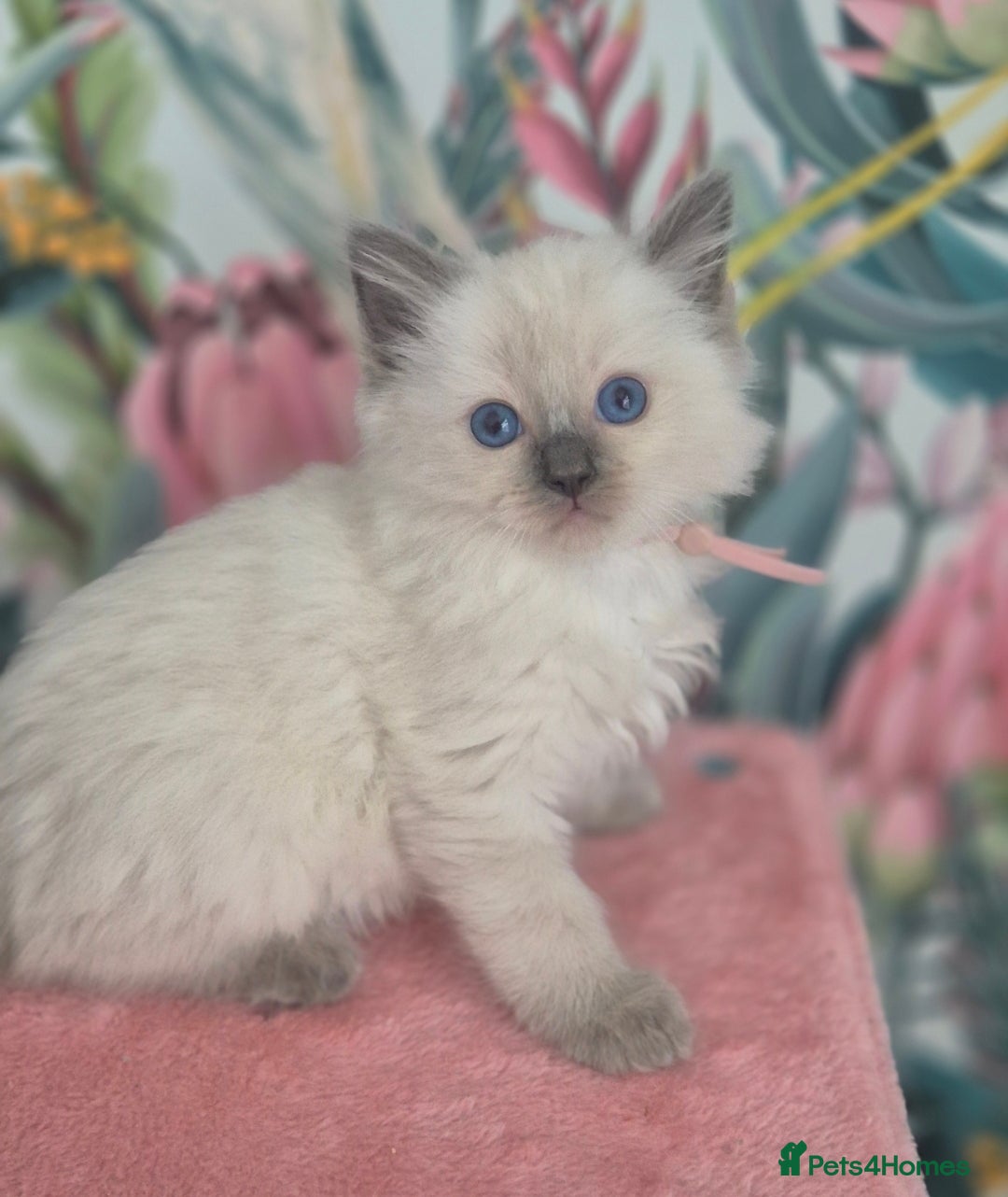 Ragdoll cats for sale: GCCF REGISTERED RAGDOLL KITTENS available septembe - Image 16