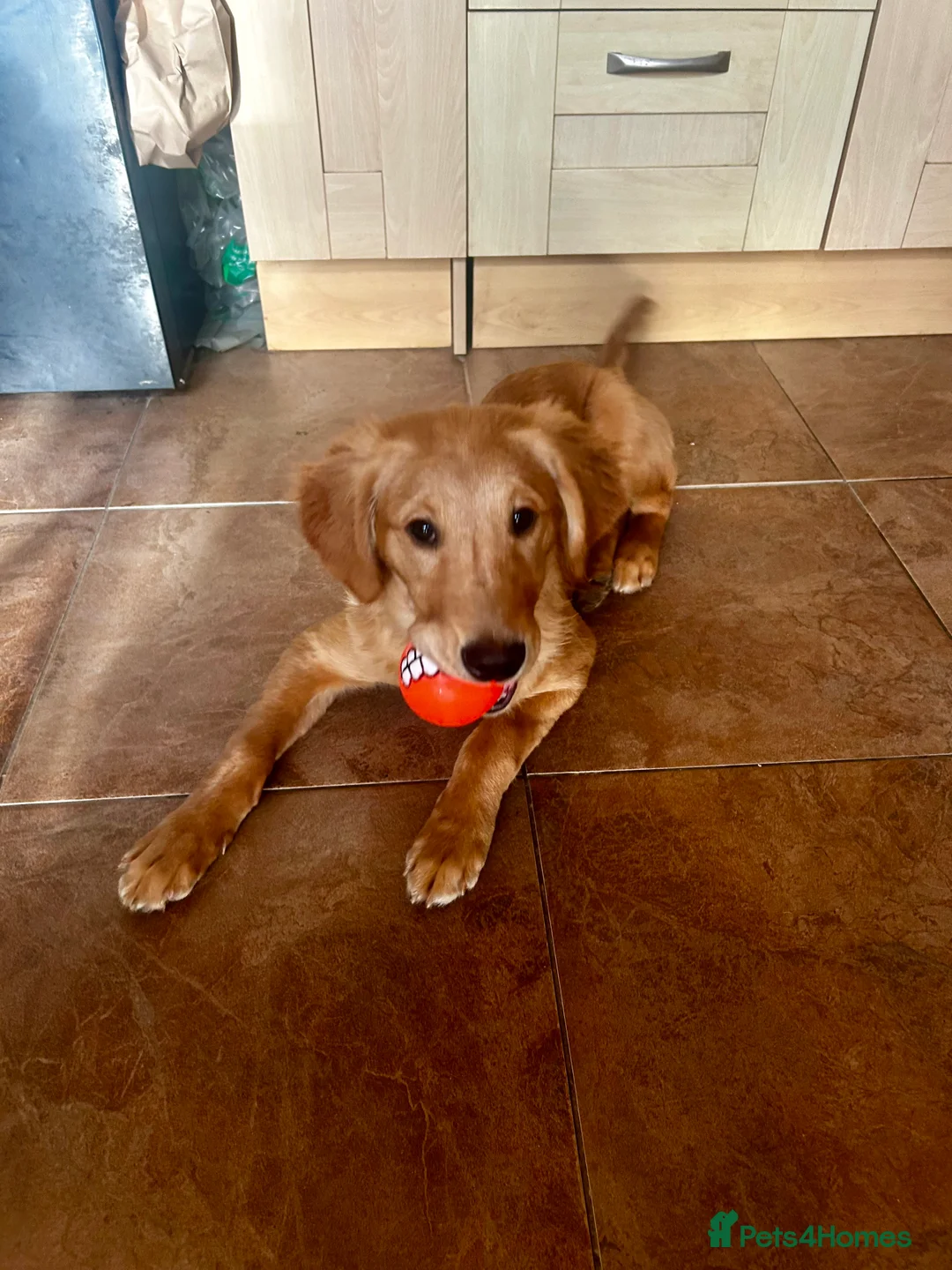 Golden Retriever dogs for sale: Trained Golden Retriever for sale  - Advert 1