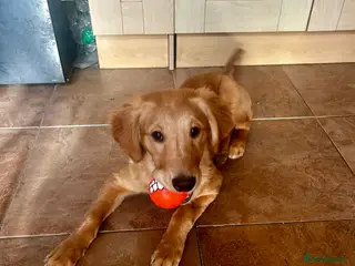 Golden Retriever dogs Trained Golden Retriever for sale - Advert 14