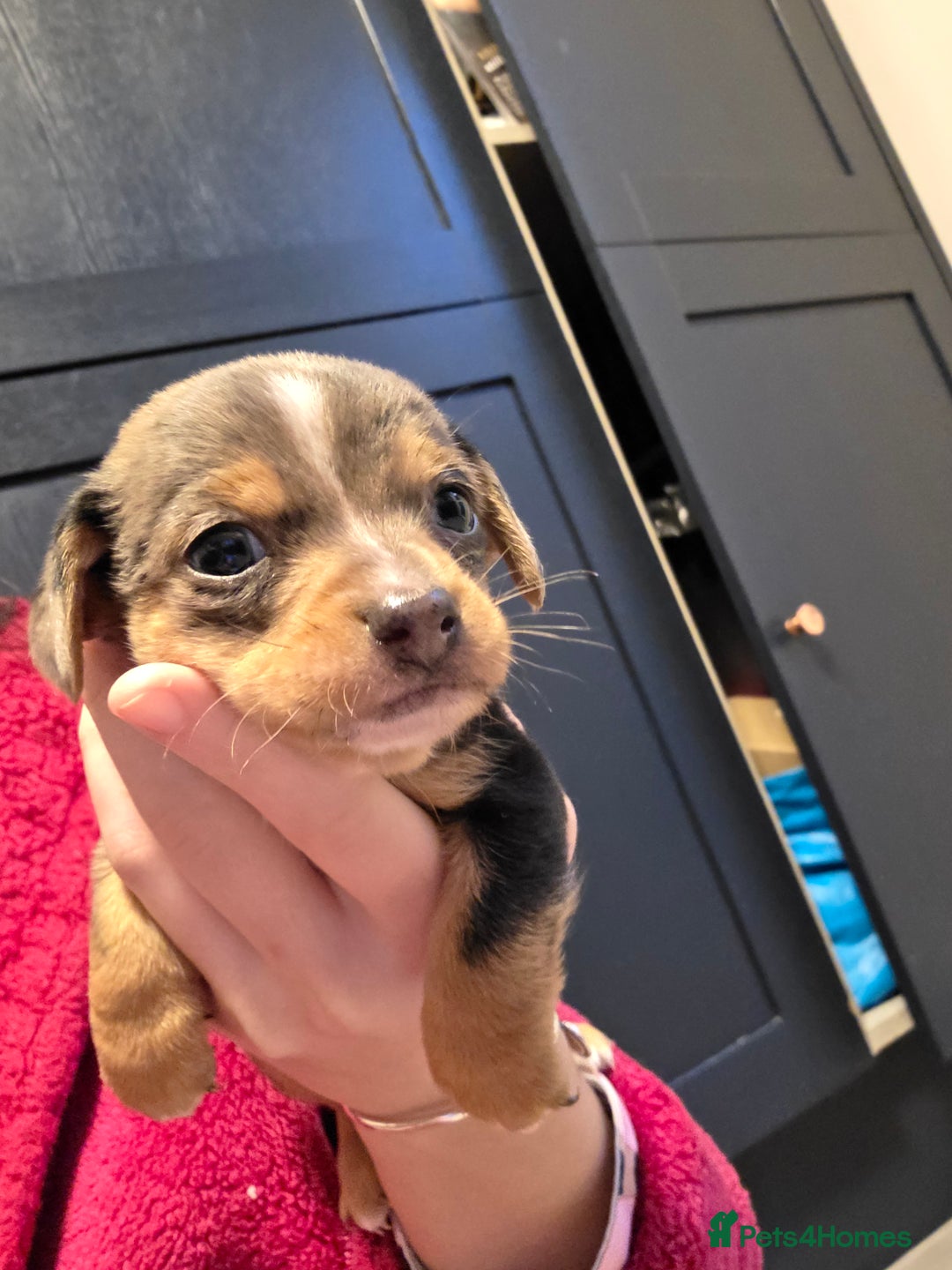 Chiweenie dogs for sale: Grey dapple chiweenie - Advert 3