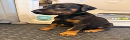 Dobermann dogs for sale: Litter of 9 beautiful Doberman puppies - Advert 13