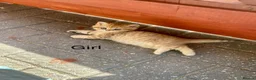 British Shorthair cats for sale: Golden kittens - Advert 6