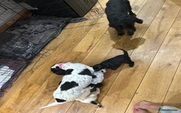 Cocker Spaniel dogs for sale: Beautiful Working Cocker Spaniel puppies - Advert 13